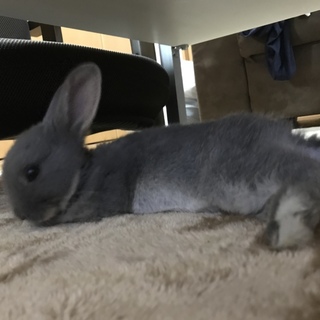 ネザーランドドワーフ♂1歳1ヶ月