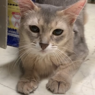 案外ヤンチャ？ソマリ女の子