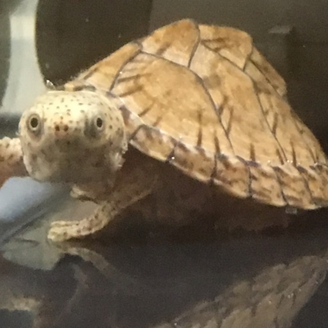 くりたかめさんのカバー写真