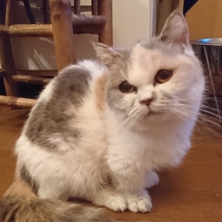 マンチカン★女の子