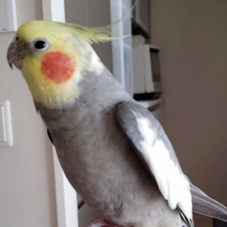 ノーマルオカメインコ(オス)　里親募集中