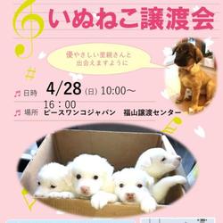いぬねこ譲渡会in福山市