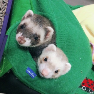 2匹飼育出来る方。