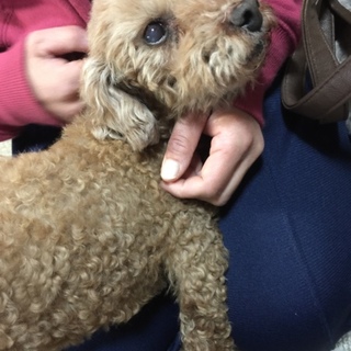 飼い主寝たきりになり代理募集です。