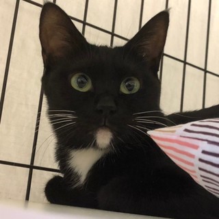 良きお母さん　ちーちゃん♀