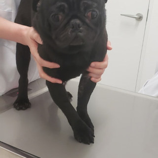 黒パグ ジョーくん