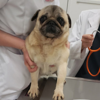 パグ ピコちゃん