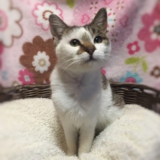 【募集一時停止中】ことちゃん