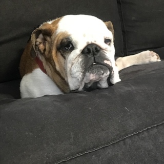 トライアルが決定