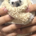 ハリネズミ 2歳 男の子 