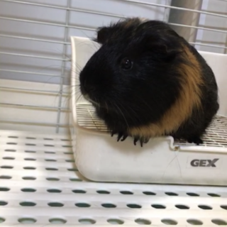 もうすぐ1歳になるモルモット