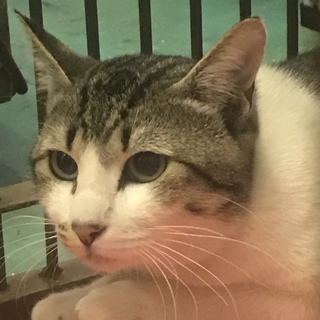 岩国健康福祉センター 美猫小柄サバ白、命の期限あり