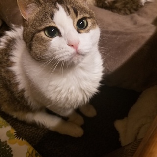 事故で保護していました、ブーさん