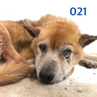 里親決定しました。