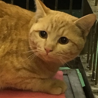 岩国市健康福祉センター茶トラ成猫命の期限あり