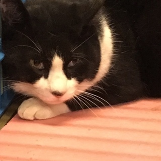 岩国市健康福祉センター成猫ハチワレ命の期限あり