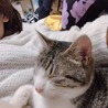 キジトラ白オスの里親様至急募集！人見知りしません！ サムネイル4