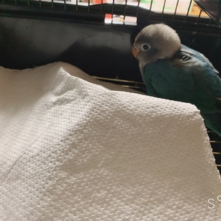 ボタンインコ里親募集