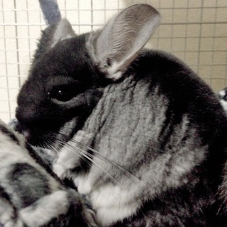 チンチラ ペア 里親募集