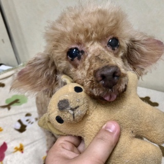 トイプードルのカバちゃん。