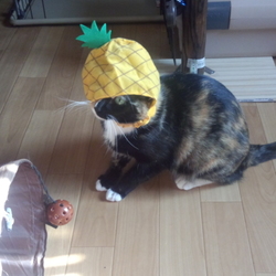 「300円もする ガチャガチャ（笑）」サムネイル3