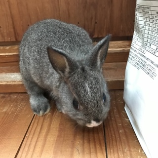 子うさぎ の里親募集中です！