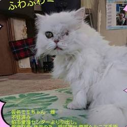 5/6【祝】　猫カフェ風保護猫譲渡会 サムネイル2