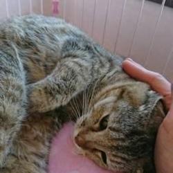 5/6【祝】　猫カフェ風保護猫譲渡会 サムネイル3