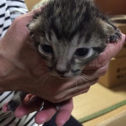 5/12(日）第２回ハレノテラス東大宮保護猫譲渡会 サムネイル2