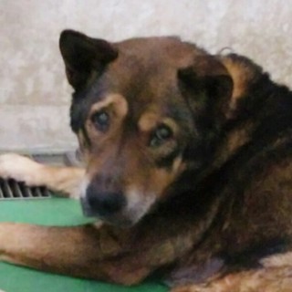 棄てられた女子ワンコ(;_;)緊急です。