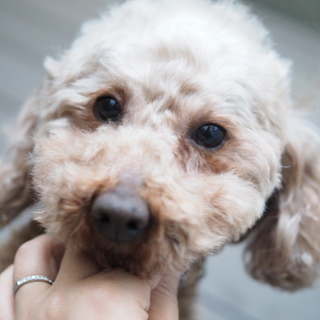 健康で明るいトイプードルの女の子  マイちゃん