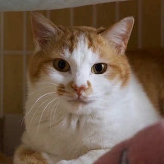 茶白の楽ちゃん