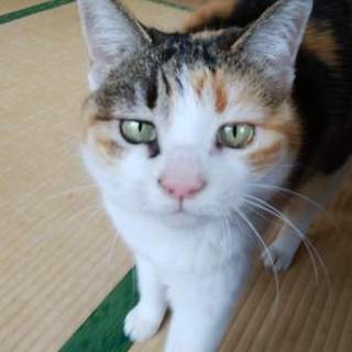 おだやかな甘えたさんです