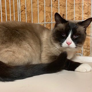 甘えん坊なラグドールミックス★コナンくん