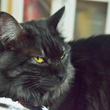 シャルンの写真