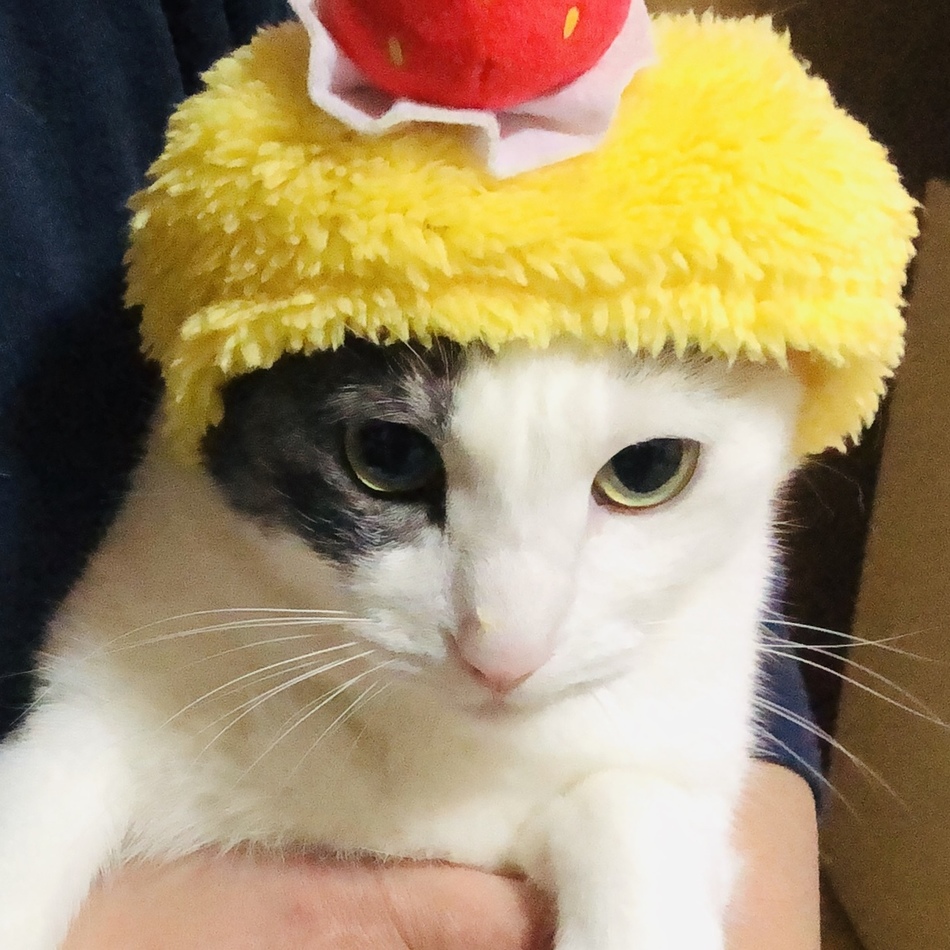 ココのカバー写真