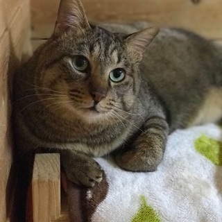 キジくん（№26）