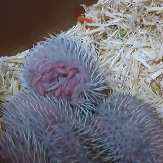 ハリネズミ里親募集一旦停止