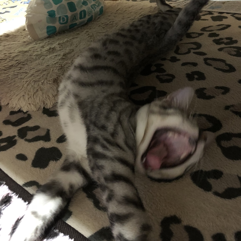 タマのカバー写真