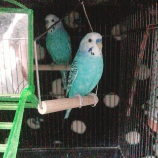 ペアだけでも多くても言い方