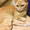 ハルチャコ