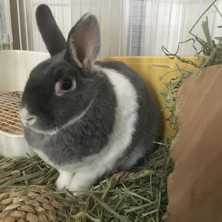 【トライアル決定】ジンくん 4才 元気な男の子♪