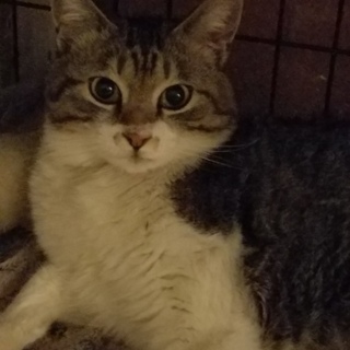 出戻りの為再募集のよし子です