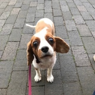 小型のキャバリアです。