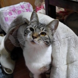 悲しいお知らせさくらちゃんが亡くなりました