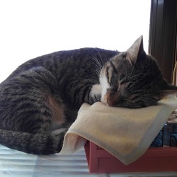 「悲しいお知らせさくらちゃんが亡くなりました」サムネイル2