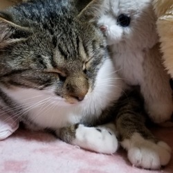 「悲しいお知らせさくらちゃんが亡くなりました」サムネイル3