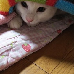 「新しい保護ねこさん」サムネイル2
