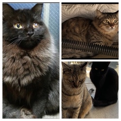 猫多頭飼育崩壊 キャットフード、シーツ譲って下さい