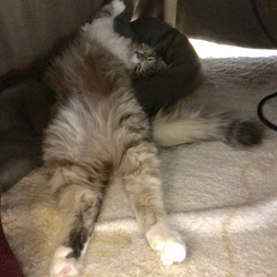 ママ猫ミルちゃんの教え、、、